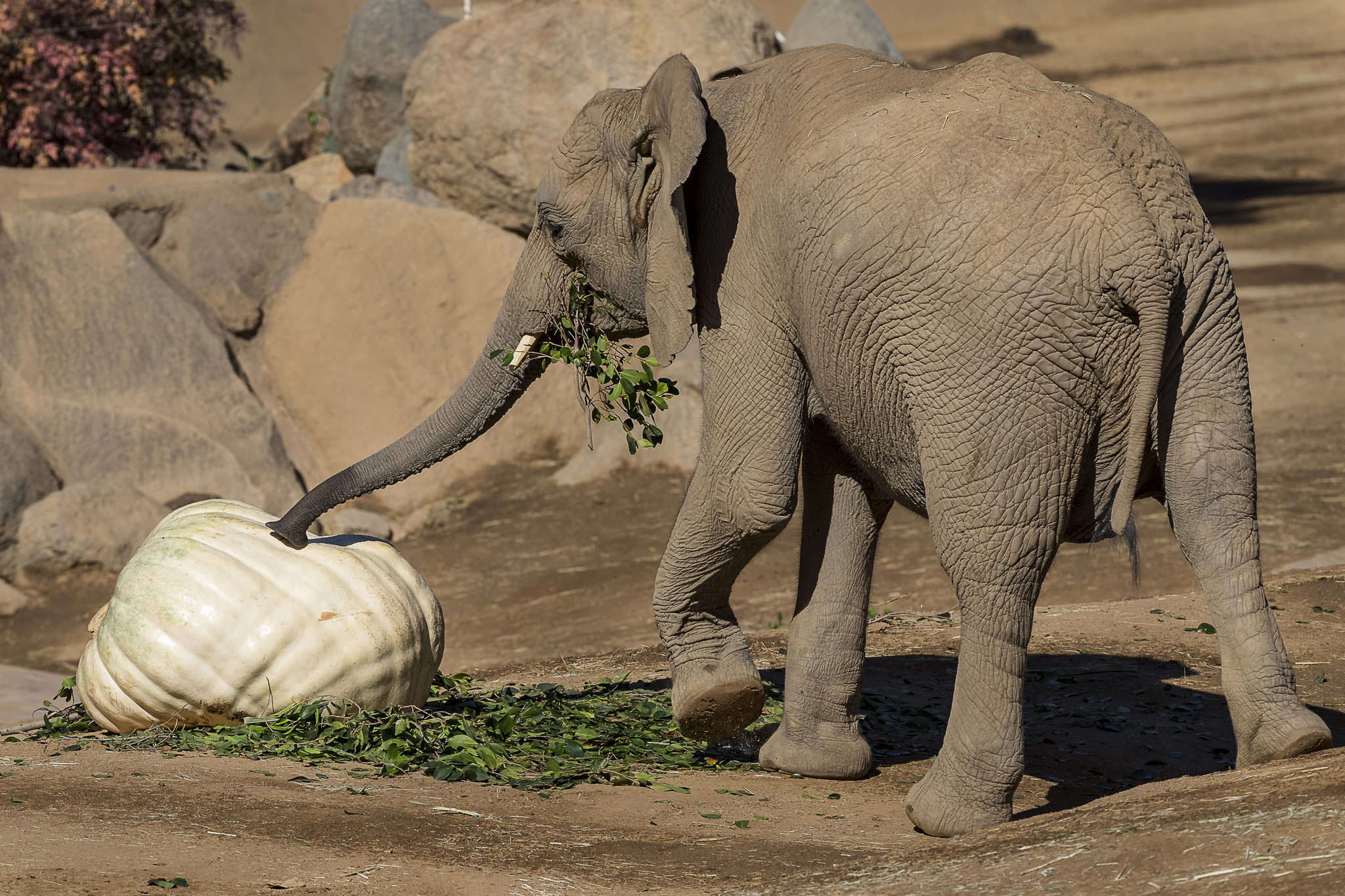 How Elephants Eat Their Food How Elephants Eat Their Food