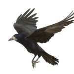 crow-in-flight