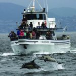 dolphins RV Sea Explorer (002)