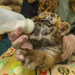 tiger with bottle