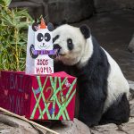 pandabday
