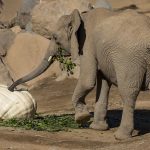 elephant eating pumpkin