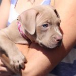 cute dog