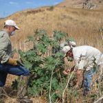 castor bean removal