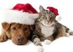 christmas dog and cat
