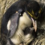 penguin and baby