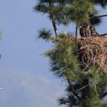 eagle and nest