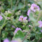 bees and purple flowers