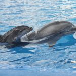 dophin and baby