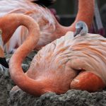 flamingo and baby