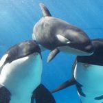 whale baby