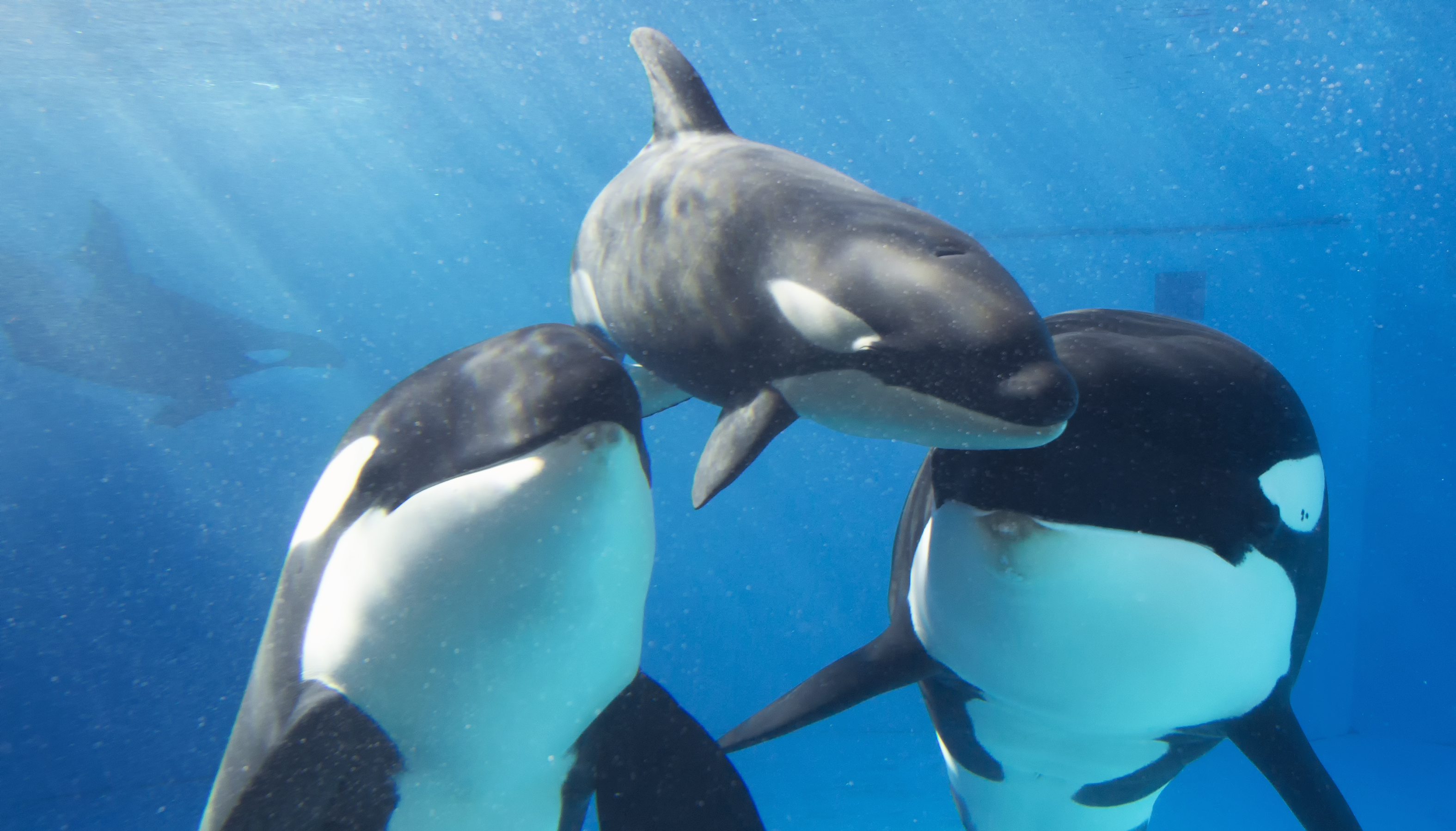SEAWORLD SAN DIEGO EXTENDS FREE ADMISSIONS OFFER FOR  U.S. MILITARY VETERANS THROUGH JULY 15