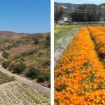 Irvine Ranch Seed Farm