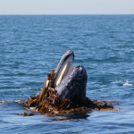 Dana Point Harbor whale