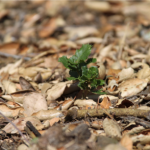 IRC – nature preserve