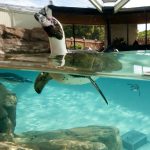 Inside Look –Humboldt penguin (002)