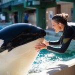 Inside Look–Orca Encounter (002)