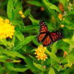 casa romantica butterfly