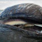 Dana Wharf Whale (002)