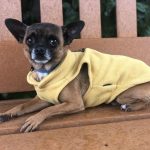 chihuahua, MV animal services