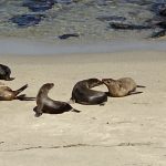 sea lion greeting 2 (002)