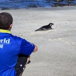 sea world rescue team one