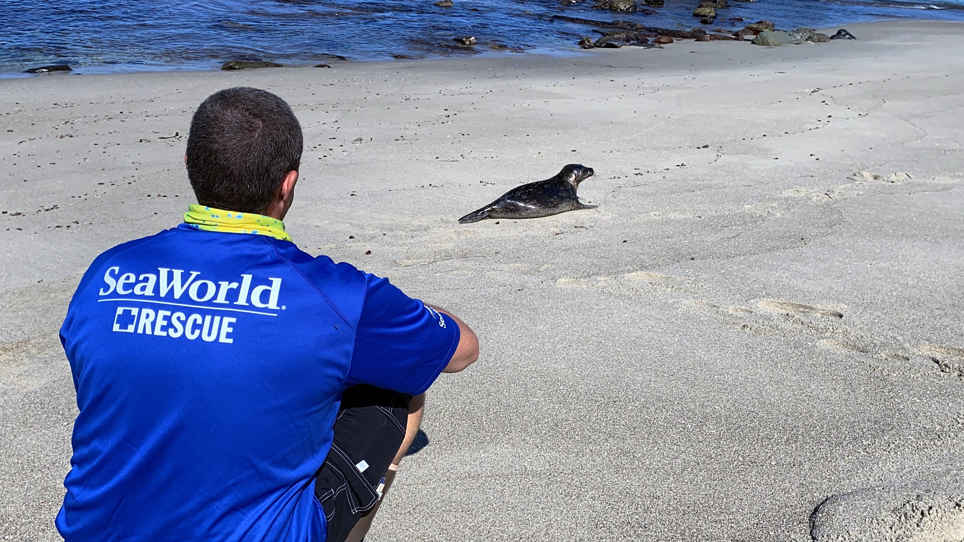 SeaWorld Continues Rescue Mission
