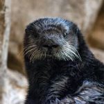sea world otter name new star
