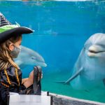 SeaWorld Spooktacular with dolphin (002)