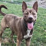 Mission Viejo Animal Services – Dash