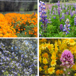 Irvine Ranch New flowers