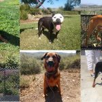 rescue bp dogs (002)