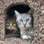 CheekyandKoukla (002)