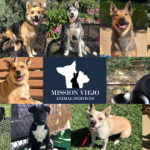 animal-shelter-dogs (002)