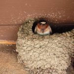 Return-of-the-Swallows_Cliff-Swallow-and-Nest-Corridor (002)