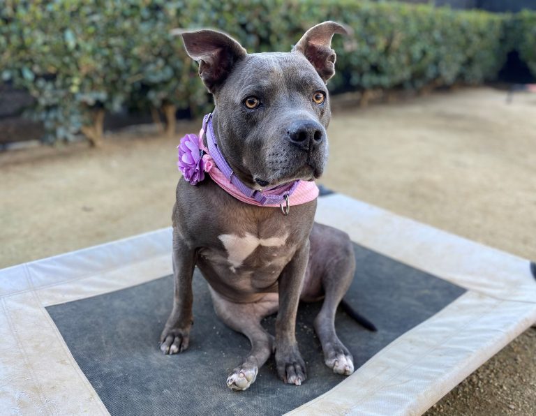 Sweet Venice deserves a loving forever home  