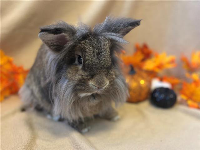 Special ‘Hoptober Fest’ bunny adoption event Oct. 28-29 