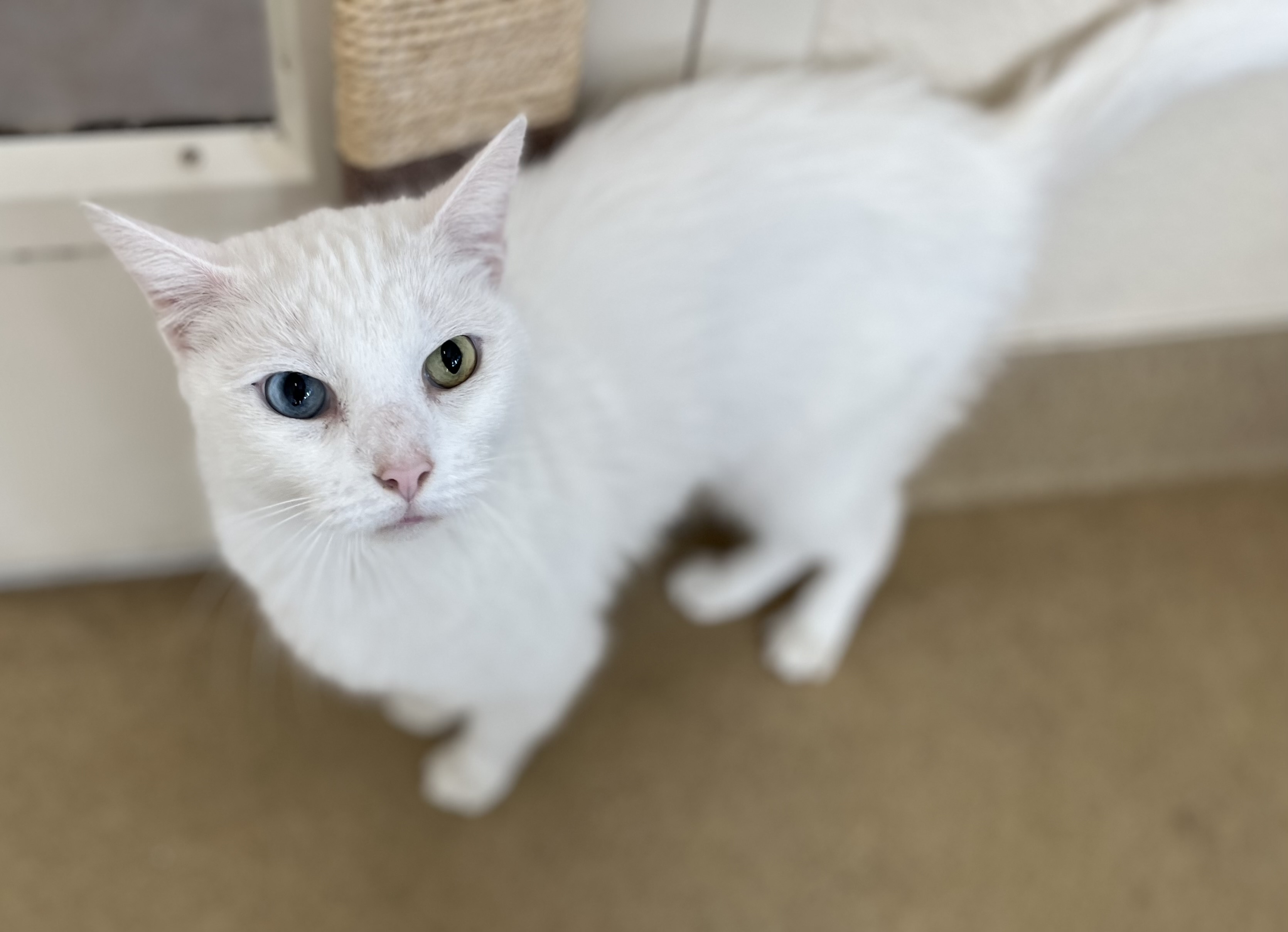 All adoption fees waived during 'Home for the Holidays' pet adoption promo Dec. 1-17 