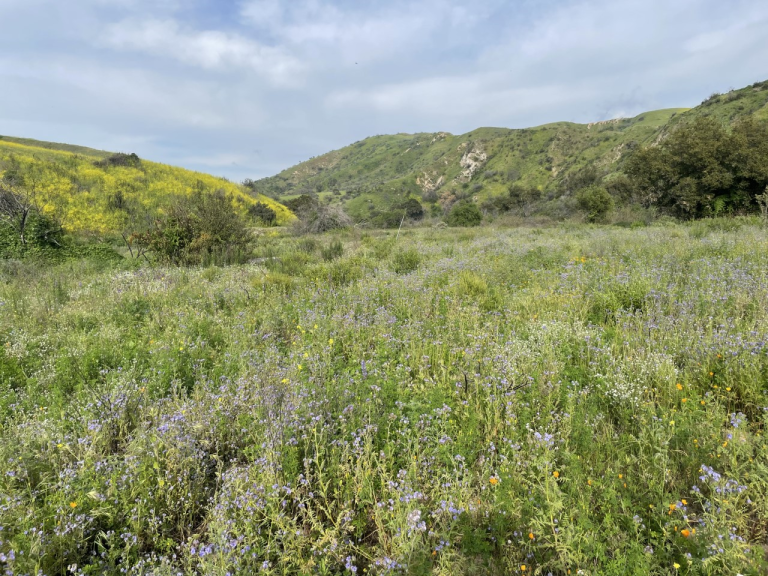Irvine Ranch Conservancy Celebrates the Completion of Two Successful Restoration Projects in Partnership With OCTA 