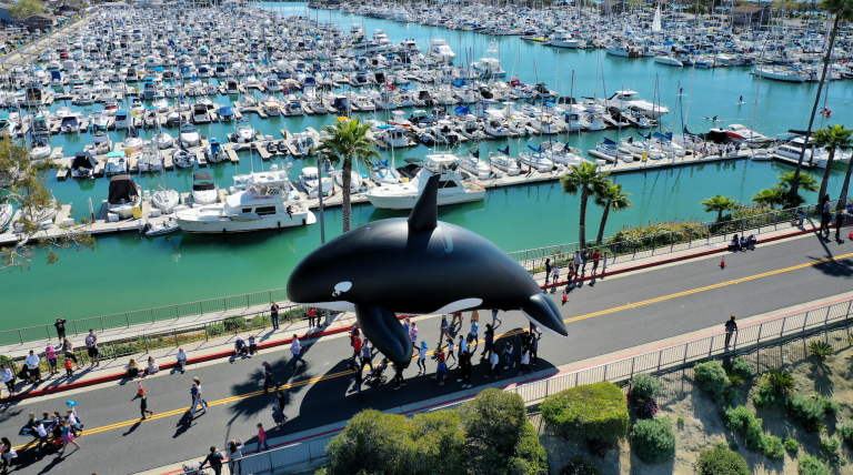 The Annual Festival of Whales 2024
