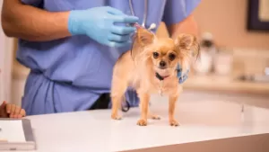 Drive Through Pet Vaccine Clinic – May 11, 2024