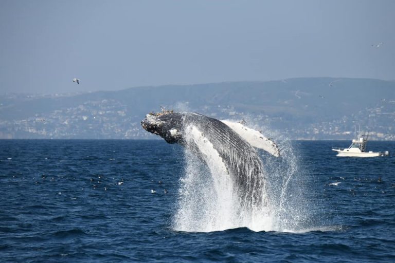 The 54th Annual Festival of Whales Makes a Splash in Dana Point Harbor